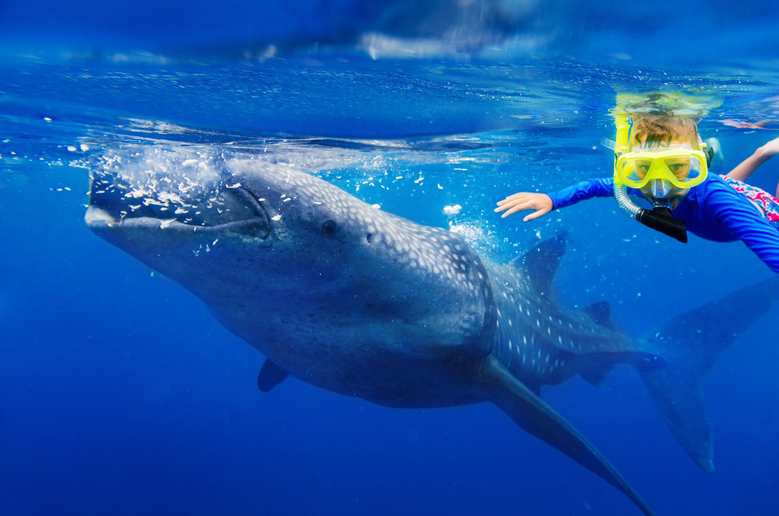 niño nadando con tiburón ballena