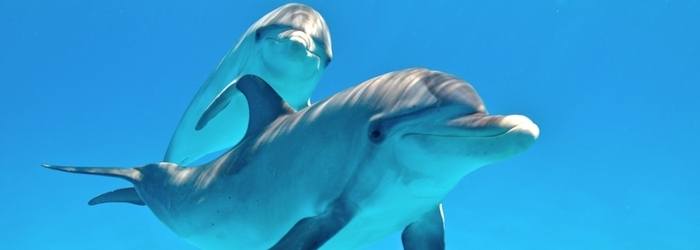 7_facts you din't know about dolphins-_Delphinus.png