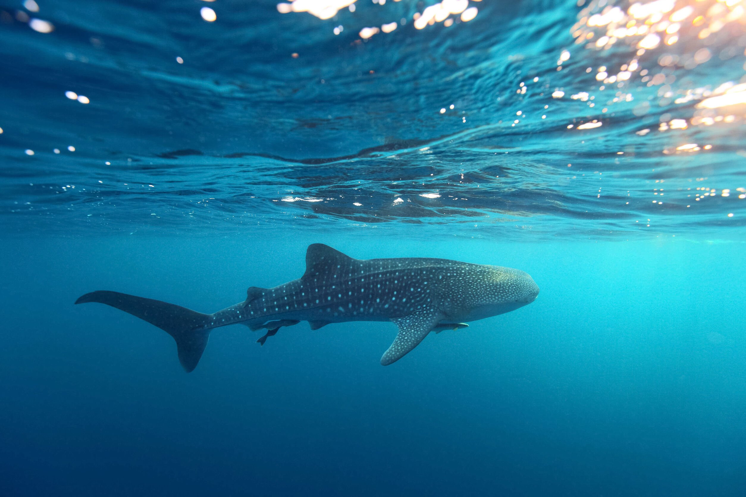 Where to swim with whale sharks in Mexico