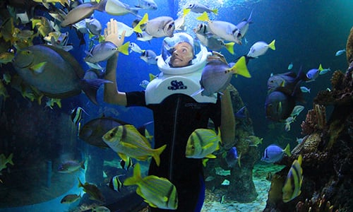 Nado submarino estilo aquarium trek en Delphinus - Premium