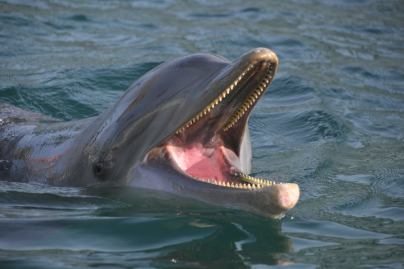 Dolphin open mouth