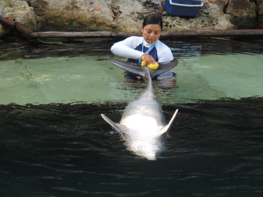 Delphinus dolphins care