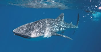 Donde ver y nadar con tiburones ballena en México