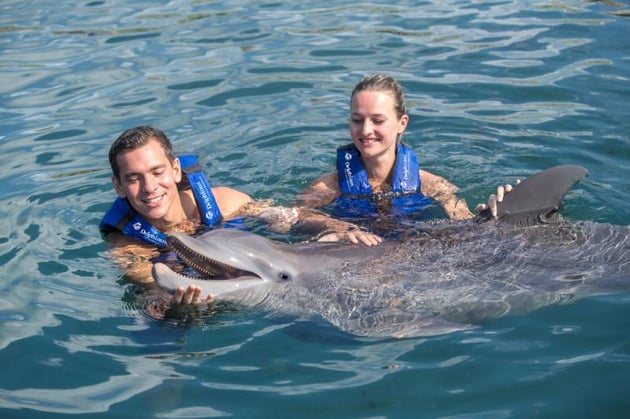 Celebra fin de ano nadando con delfines en Cancun