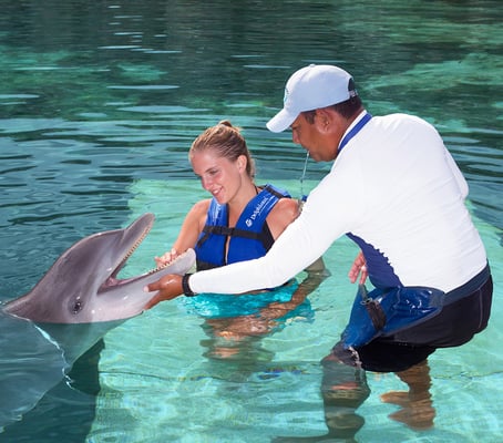 Dolphin Trainer