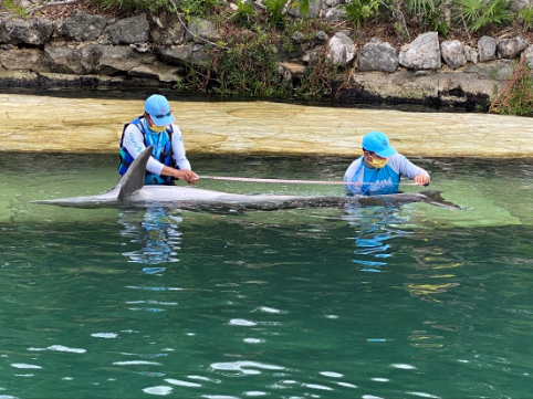 Delphinus investigacion cientifica