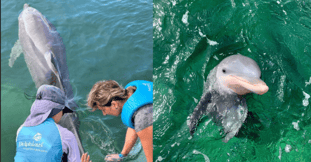What Makes Delphinus a Modern Zoological Institution?