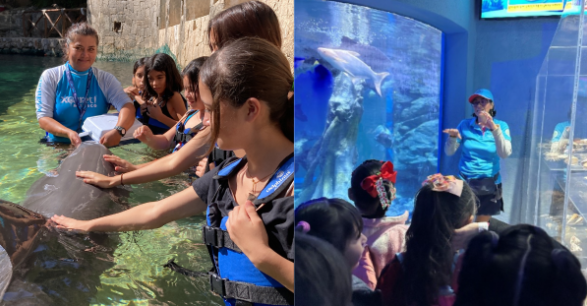 Delphinus visitas didacticas
