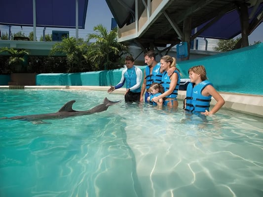 Dolphin Trainer