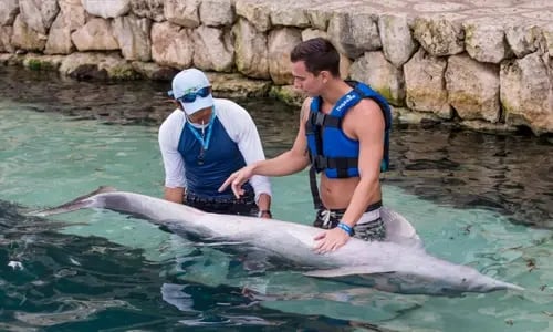 Dolphin trainer cancun riviera maya