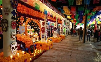 Delphinus best festivals mexican caribbean