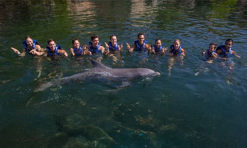 Harmony swim with dolphins