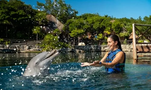 Harmony Splash dolphin cancun