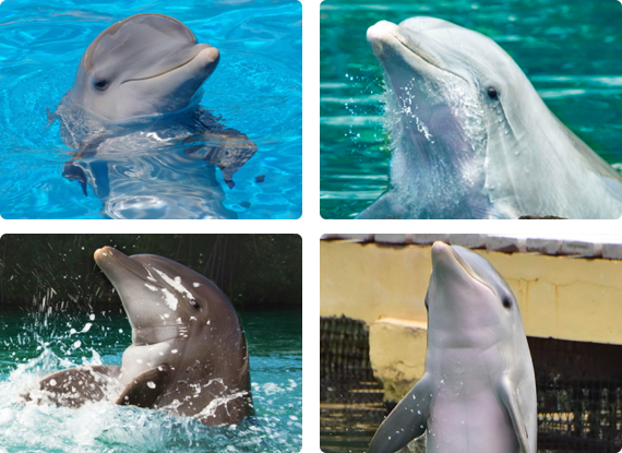 delfines2
