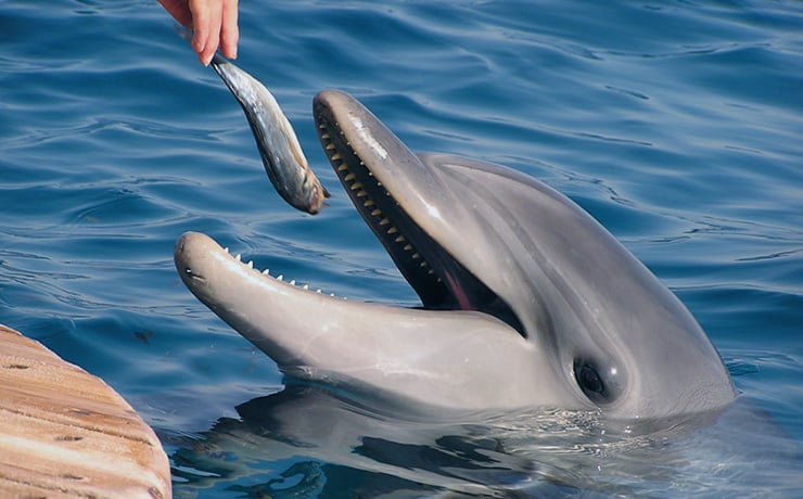 nado con delfines en mexico cancun riviera maya