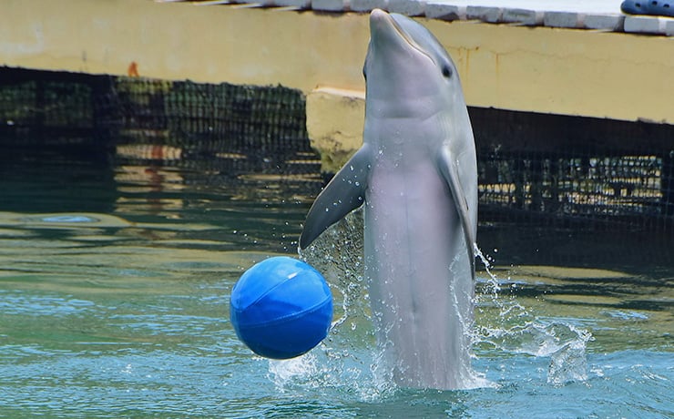 Swimming with dolphins in Mexico Cancun riviera Maya