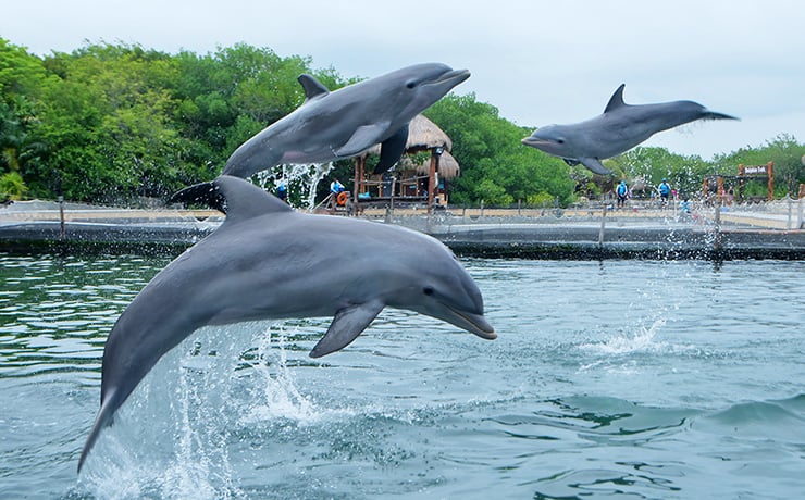 Swimming with dolphins in Mexico Cancun riviera Maya