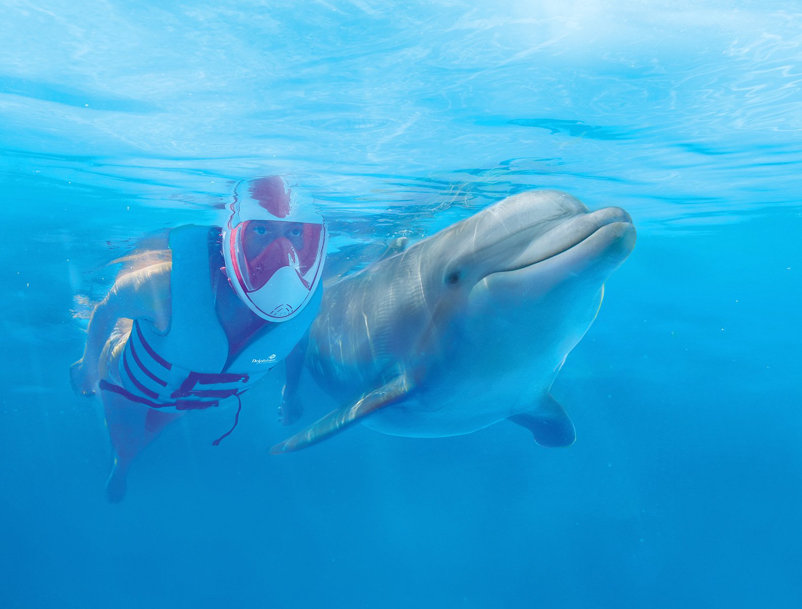 Dolphins are the heart of Delphinus