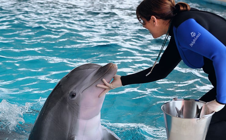 Swimming with dolphins in Mexico Cancun riviera Maya