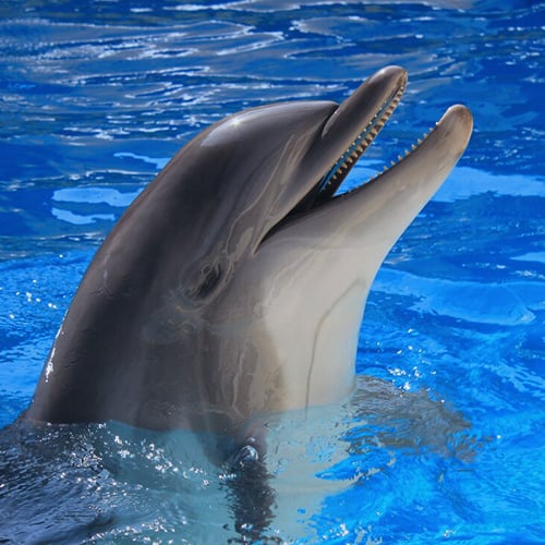 Conoce nuestros delfines Siij
