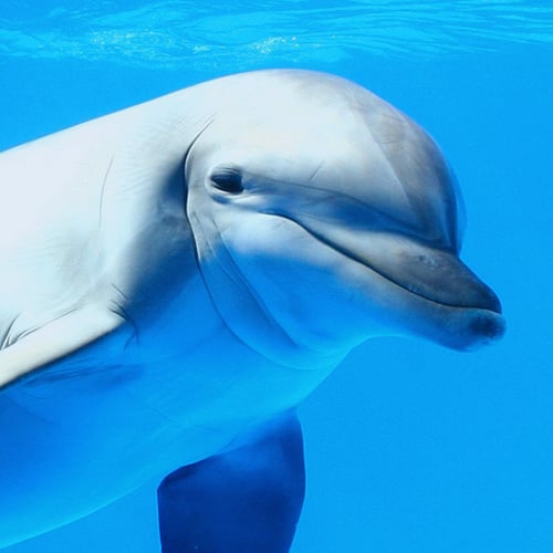 Conoce nuestros delfines BOOX