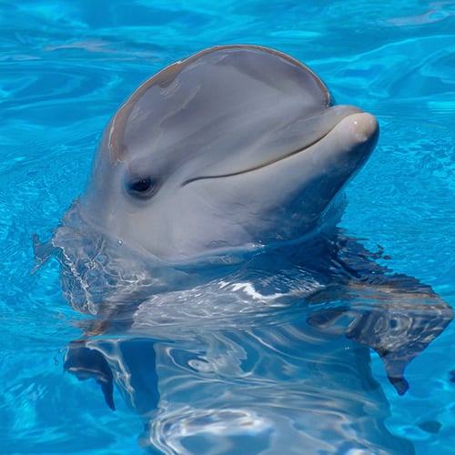 Conoce nuestros delfines halkab