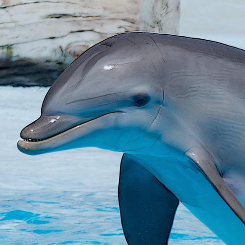 Conoce nuestros delfines itzia