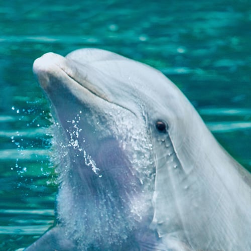 Conoce nuestros delfines kichpam