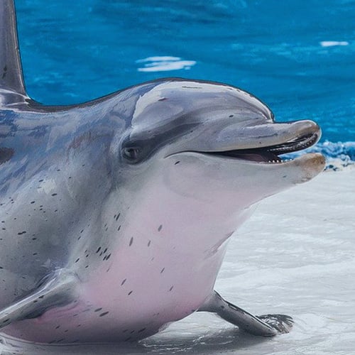 Conoce nuestros delfines tos-ha