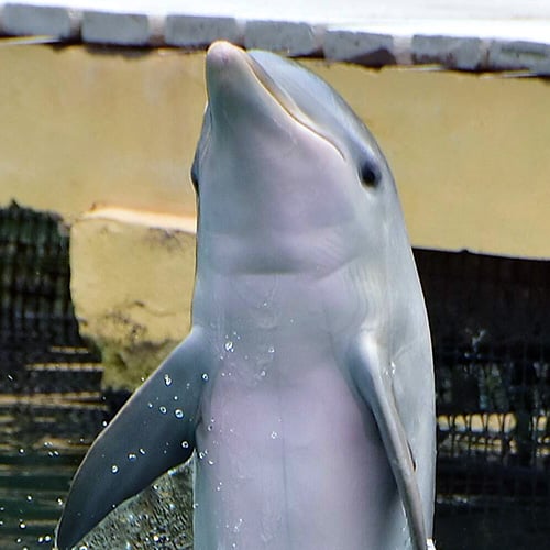 Conoce nuestros delfines xunah