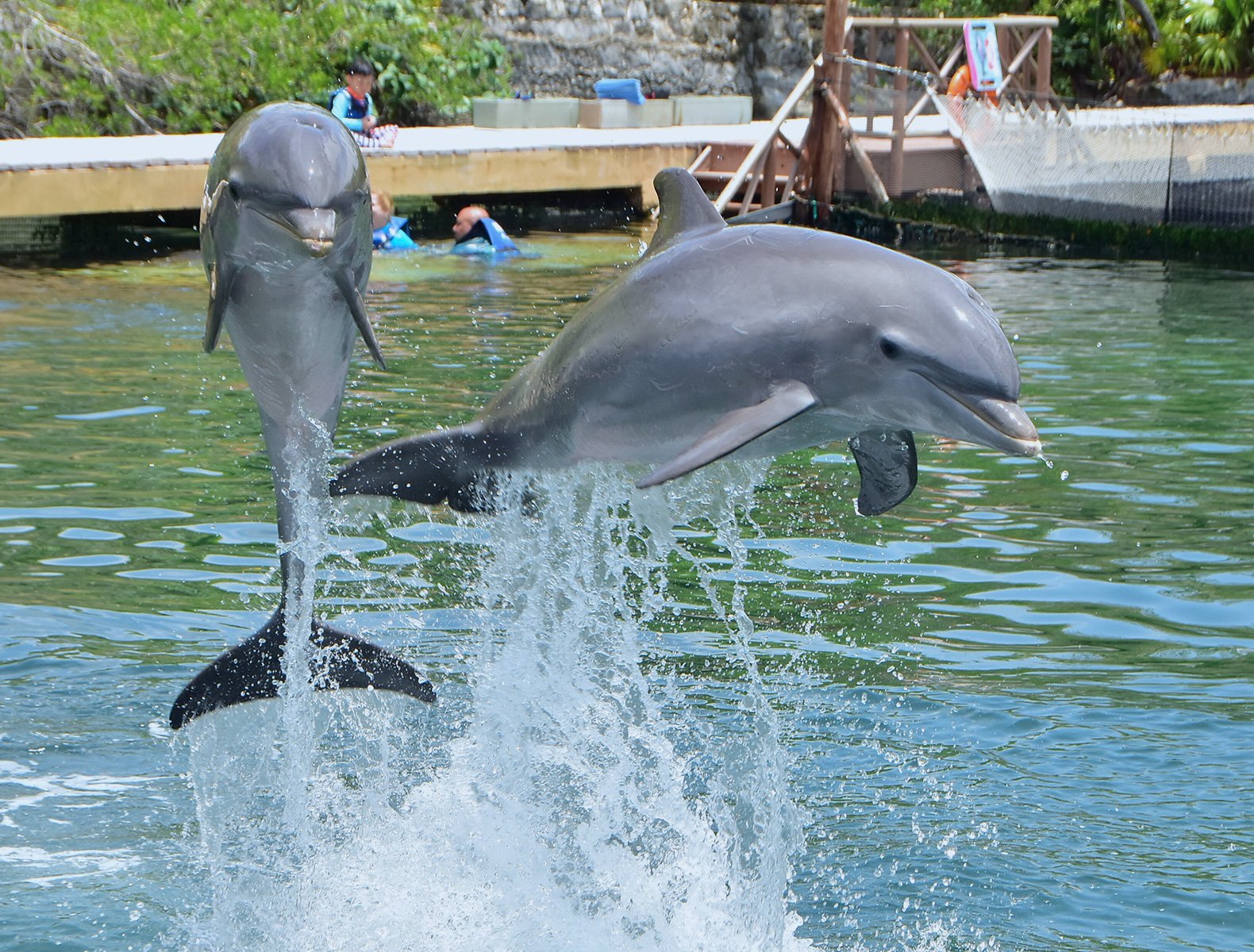 places to swim with dolphins in mexico