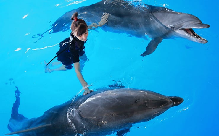 Swimming with dolphins in Mexico Cancun riviera Maya