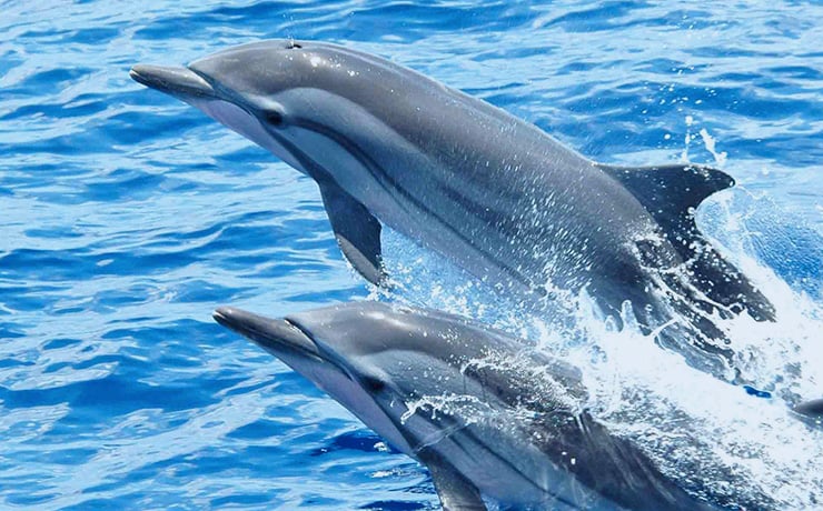 nado con delfines en mexico cancun riviera maya