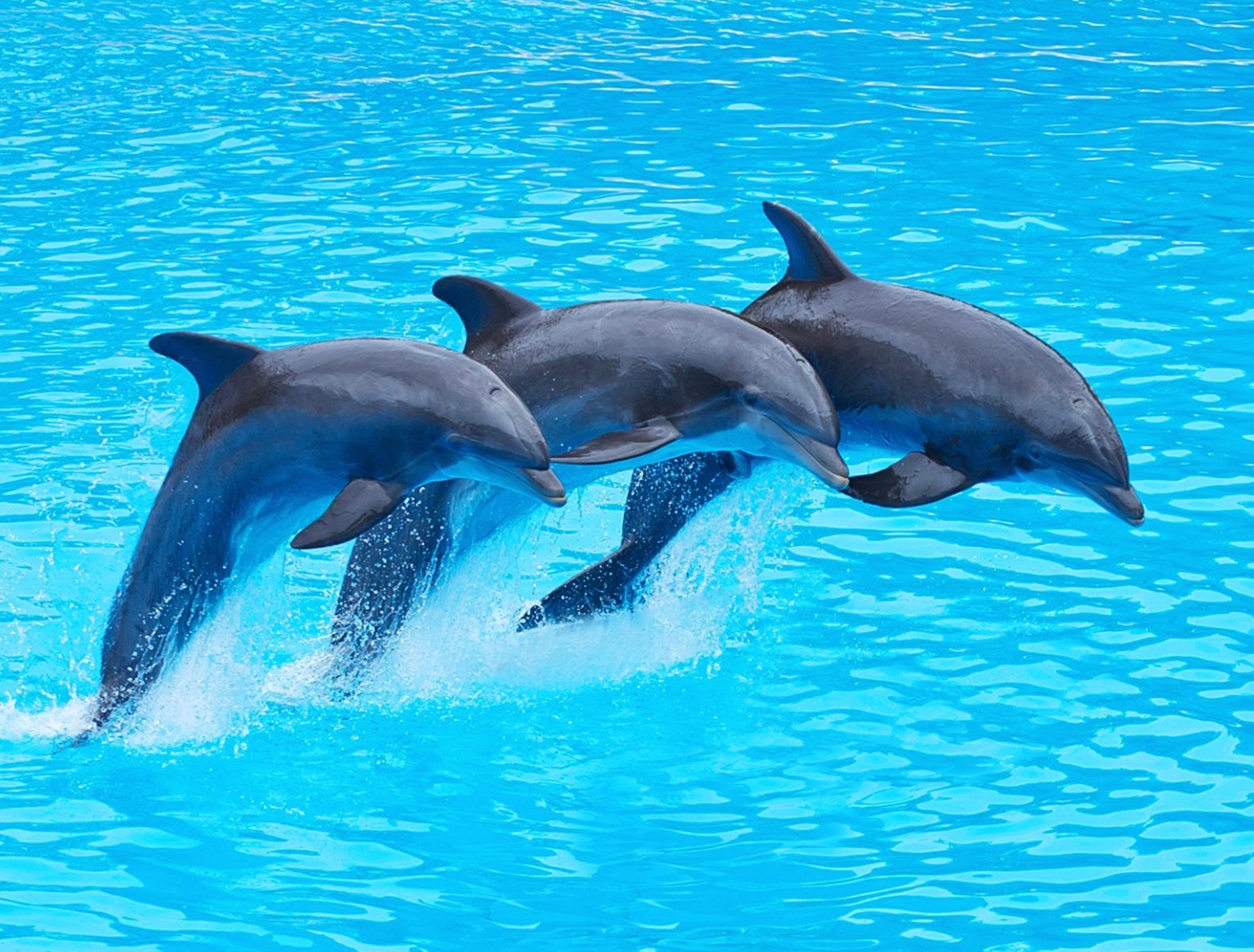 Animal Welfare Program
