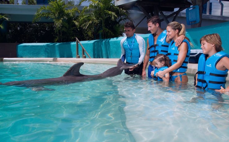 Swimming with dolphins in Mexico Cancun riviera Maya