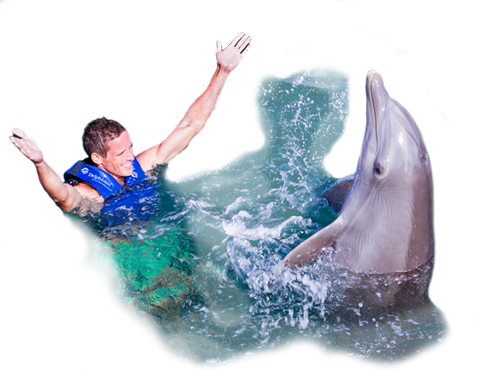 Swim with dolphins in Mexico Up to 25 discounts Delphinus