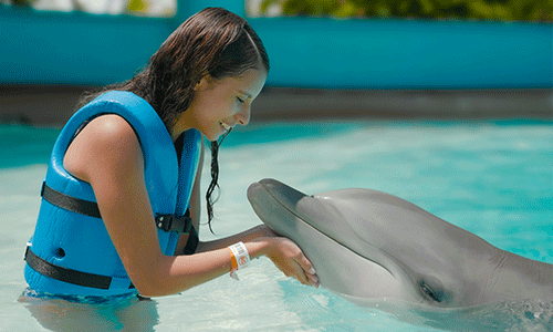 Swim with dolphins