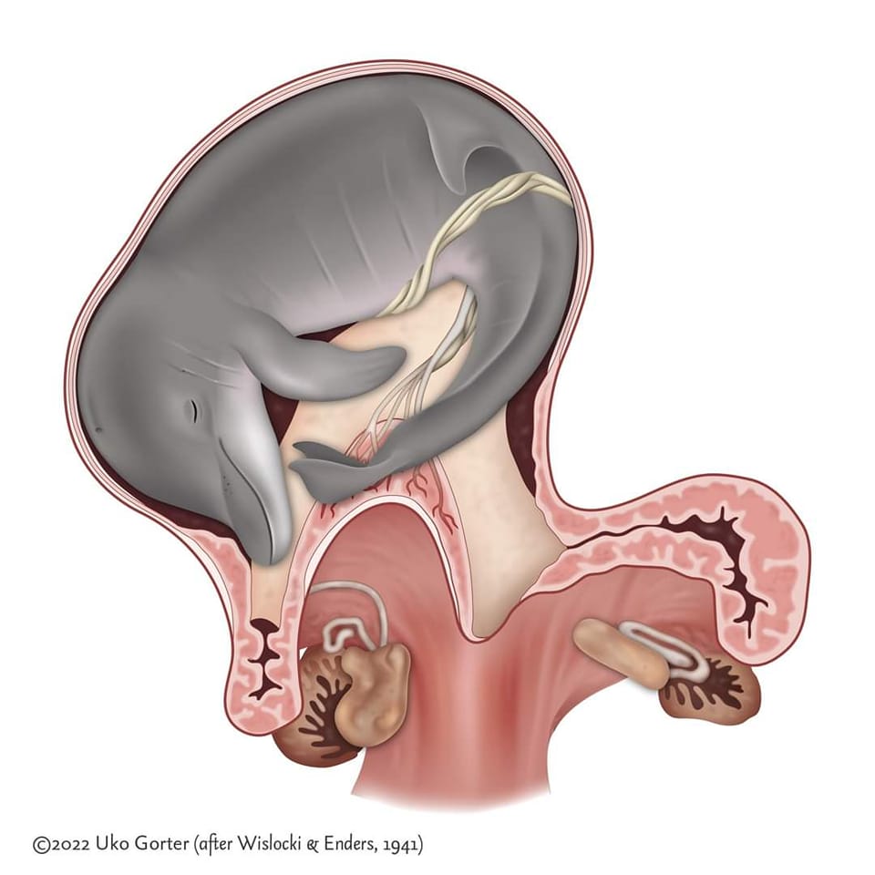 Cuidado de las mamás delfines: sus primeras etapas, image size:960x960