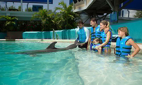 Ride, Splash, Premium 01 AQ