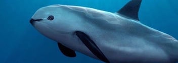 SOS_Vaquita_marina_-_Delphinus.png