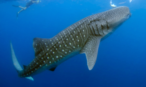 Whale Shark tour