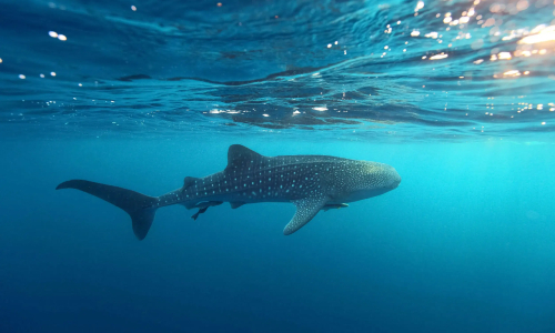Whale Shark Wow connection