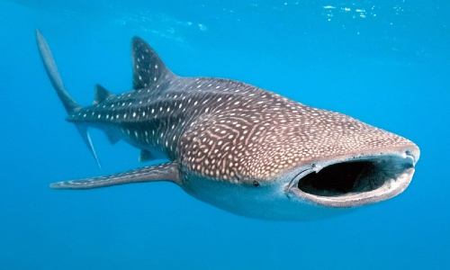 Whale shark