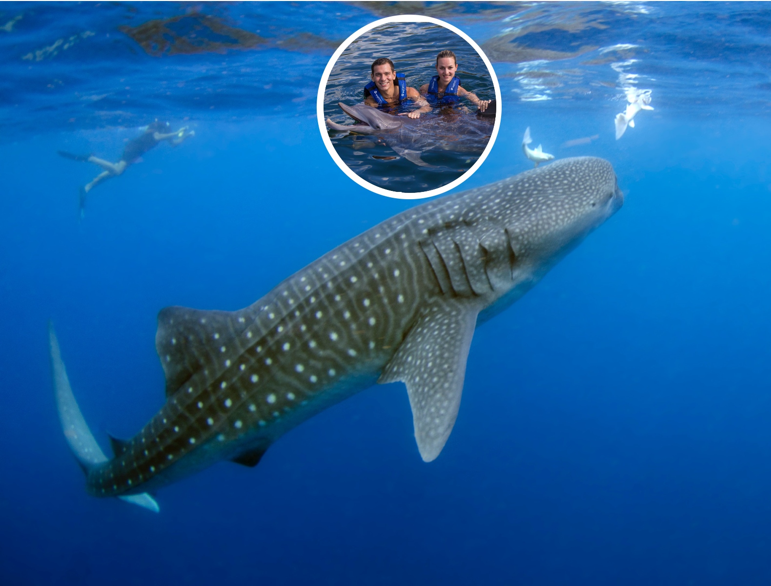 Whale Shark tour