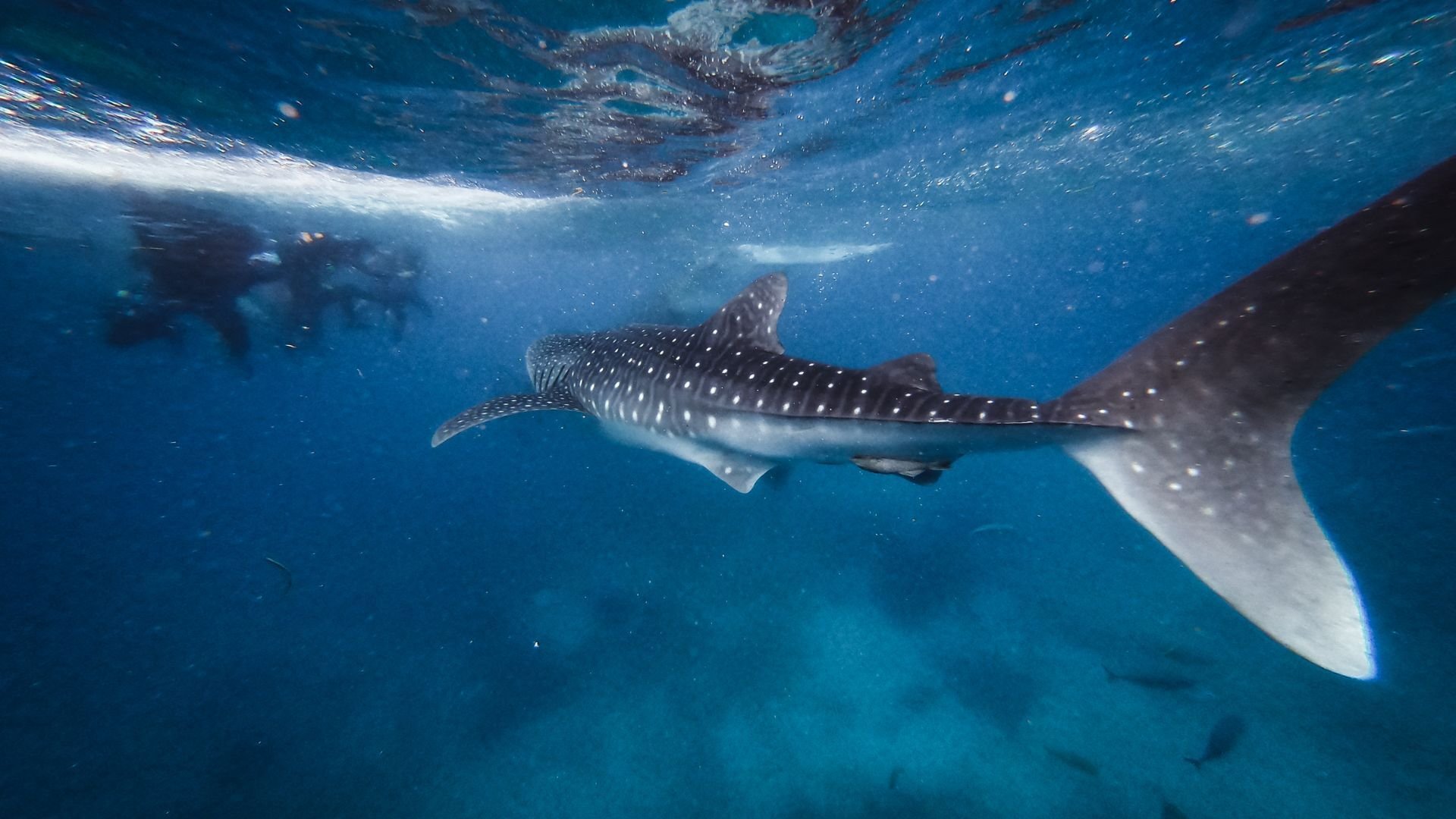 Whale shark wow connection