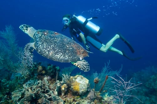 ecotourism-cozumel.jpg