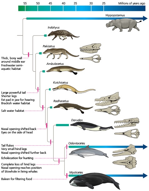 Why Did A Hippopotamus Shout Cousin To A Dolphin Why Did A Hippopotamus Shout Cousin To A Dolphin