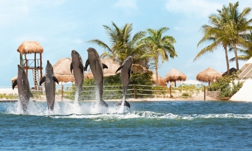 nado-con-delfines-en-hyatt-ziva.jpg