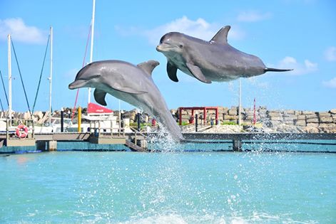 DolphinAwarenessMonth-Contamiación afecta delfines.jpg