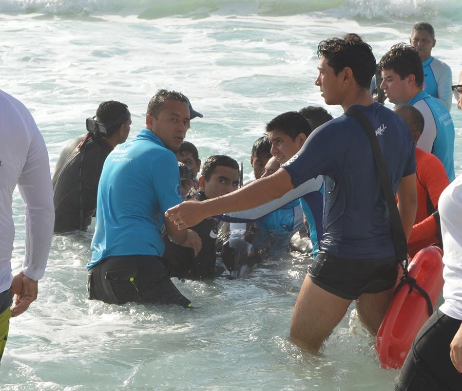 nado-con-delfines-cancun-rescate